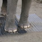 Elefantenplatten